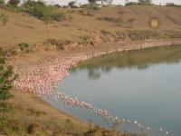 Flamingoes in lake simbi in 2006_0